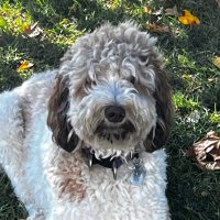 kcdooog (@kcdooog) 's Twitter Profile