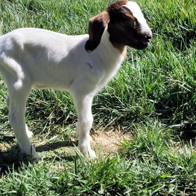 SunsetRanchAZ's profile picture. The glory of God is intelligence, or, in other words, light and truth