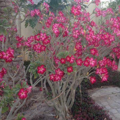 maji55555's profile picture. 