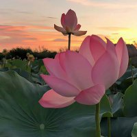 范德刚 (@chendadan11) 's Twitter Profile