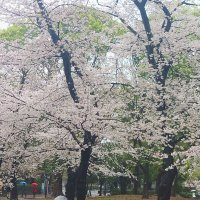 naru (@zerogmq) 's Twitter Profile