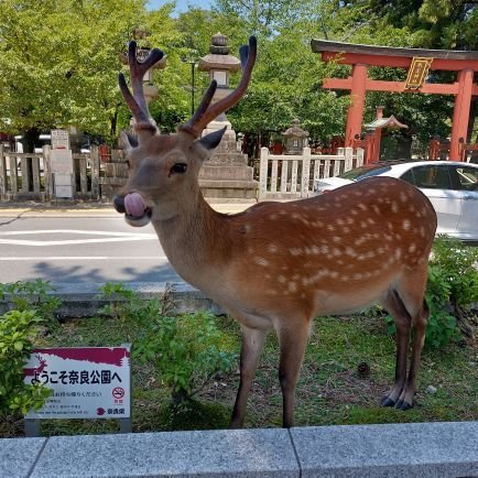 球春到来🌸
今年はどうなることやら