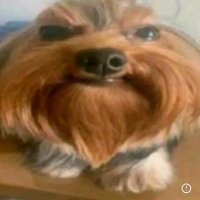 Martina Braun (@martinabra29863) 's Twitter Profile