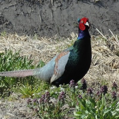 kizi_17cm's profile picture. 神通さんへの愛で生き永らえるラバウル産キジ。
基本ROM専。無言フォロー失礼します。