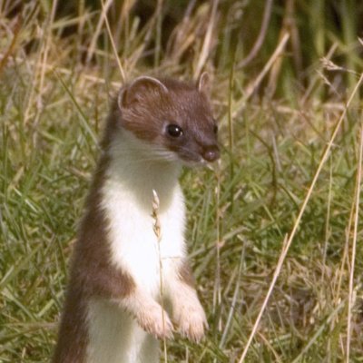 i don’t know anything about stoats, but they are cute as fuck