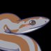 Rosy Boa 🏳️⚧️ (@rosyboa823) Twitter profile photo Rosy Boa 🏳️⚧️ (@rosyboa823) Twitter profile photo