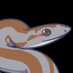 Rosy Boa 🏳️‍⚧️ (@PiperSkalka) Twitter profile photo