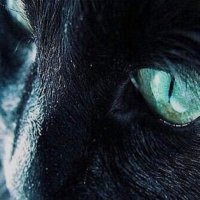 黒猫 (@reihonchannel) 's Twitter Profile