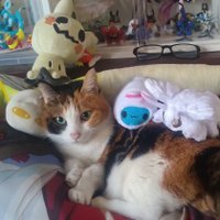 seal狼崽📿☯️（日本語學習中） (@gatex103) Twitter profile photo