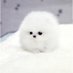 chaeseo (@iseoghui1477553) Twitter profile photo chaeseo (@iseoghui1477553) Twitter profile photo