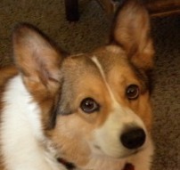 Corgi. Nuff said.