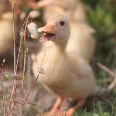 にわとり、山羊、エミューなどの生き物の飼い主をしています！ 我が家の可愛い子達の可愛い姿を投稿していきます♪Xは初心者🔰宜しくお願いします♪