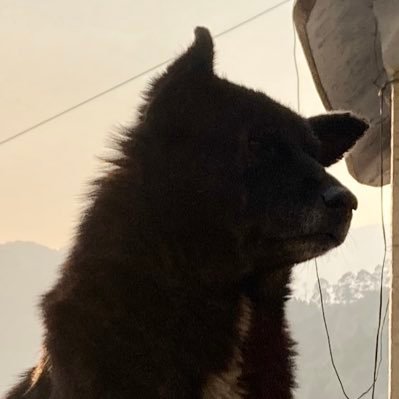 priathaplial's profile picture. I’m you with a hint of myself. PhDing @GeosciencesEd. Animal geographies, space and place, nature-society relations.