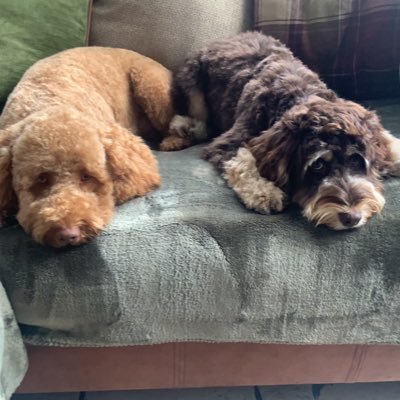 lauracharlott11's profile picture. 