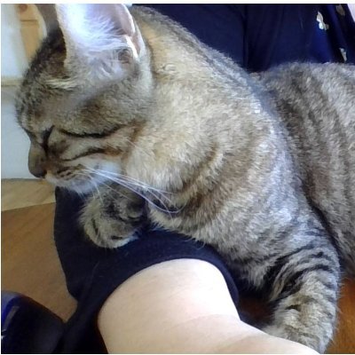 megwithmusic's profile picture. 音楽と猫のためのアカウントを作って見ました。現在絶賛Da-iCEメインです（ゆずっこ（みぎっこ）兼任その他雑食）。みんな優しいついったーらんどをまだ夢見ているので、ネットのお作法あまり気にしていません（リアルと一緒で人の嫌なことはしないでおこうねが大前提）←ご迷惑かけていたらご指摘下さい。無言いいねもフォローも大歓迎。