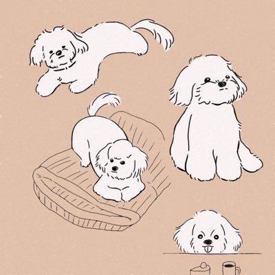 nikonico0326's profile picture. 2023.3/26生まれの♂ コッカー✖️トイプーのミックス 破壊神で物をよく壊すお犬様 トプ画は妹作