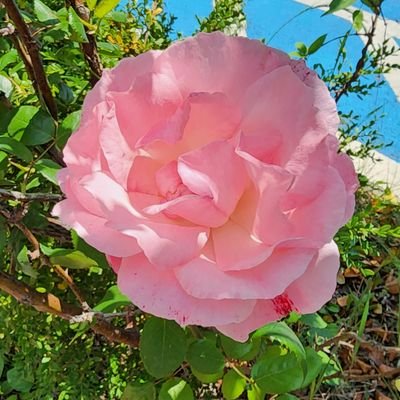 greenarang's profile picture. 정식연재처만 사용