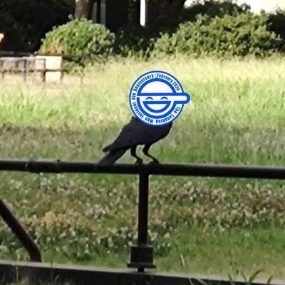 アイコンは日比谷公園で隠し撮りしたカラス