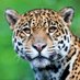 Jaguar (@gtlwd2020) Twitter profile photo Jaguar (@gtlwd2020) Twitter profile photo