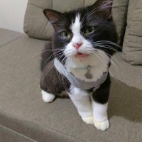 In Meow Opinion (@reese_says) 's Twitter Profile