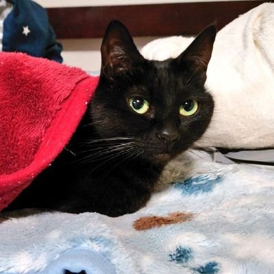 漫画読んだりピアスあけたり猫を愛でたりゲーム(PS5とSwitch)したりメダ活したり初の家庭菜園チャレンジ中(ミニトマト🍅とピーマン🫑とブルーベリー🫐)🪬
現在ナイトレイン中⚠誰か遊ぼ(*´❥`*)