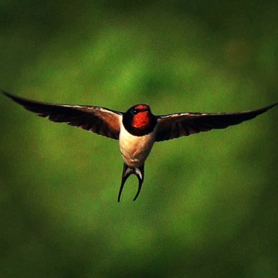 Atlas of Birds is NFT collection on OpenSea