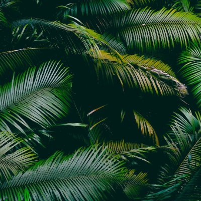 huyachino's profile picture. 🤫