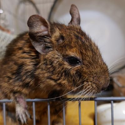 yumidegu_'s profile picture. チュウキチ(2014/7月〜2024/11/27)

コロ  (2021/2月〜)
10歳のおじいちゃん♂デグーと4歳♀デグーとの日々。

無言フォロー失礼します！