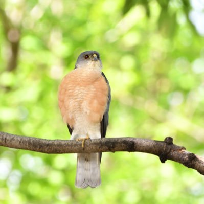 野鳥の写真を中心につぶやいていきます。