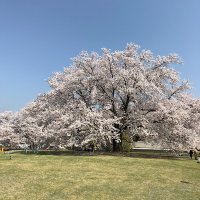 🌈sakura🌸ダイエット始めました (@ippin_jp) 's Twitter Profile