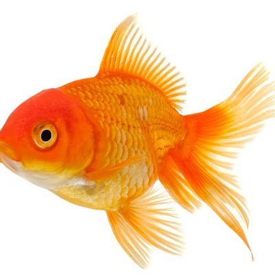 Mr Goldfish