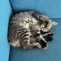 海外での日々 (@c1_eitango_bot) 's Twitter Profile