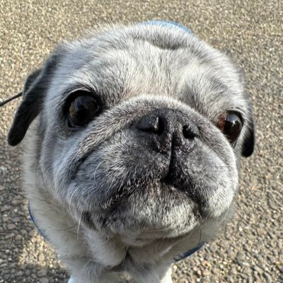 パグの飼い主さんのプロフィール画像