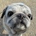 パグの飼い主 (@pug_momo0823) Twitter profile photo パグの飼い主 (@pug_momo0823) Twitter profile photo
