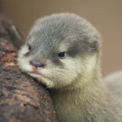 triptripcafe's profile picture. 最推しはBOMG ピチョリン代表ニム(チュンスニです)。ディノハニペン❤️BTSはSINペン。 韓国コスメや韓国カフェ好きなひと。可愛いカフェやアフヌン大好きです。