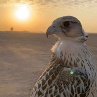 ابوحمد (@b52ri) 's Twitter Profile