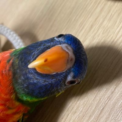 2023.07.19うまれのゴシキセイガイインコのおとこのこ！時々なぞのいきものになる  管理はクーピーのママがしています🫡