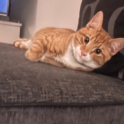 imaXLBULLY's profile picture. 