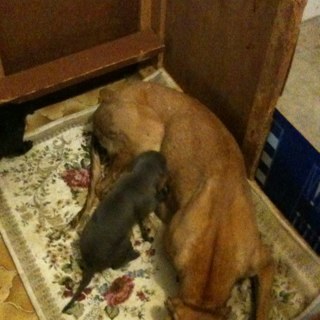 deeceburger's profile picture. PAFC member, greyhound owner and breeder, racing enthusiast