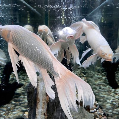 xxxFangyiyi's profile picture. welcome to my life.