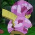 ArizonaBoys Head Huncho: Hibachi (@subtoking_malik) Twitter profile photo ArizonaBoys Head Huncho: Hibachi (@subtoking_malik) Twitter profile photo