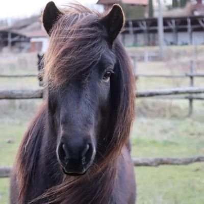 Der englischen Follyfoot-Farm entsprungen,-und per Zeitreise im Germany des frühen 21.Jhd. bei katzenverrücktem Spätmädchen gelandet!
Romy ist jetzt meine Dora.