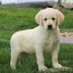 USA Dog Fan (@rturner74848957) Twitter profile photo USA Dog Fan (@rturner74848957) Twitter profile photo