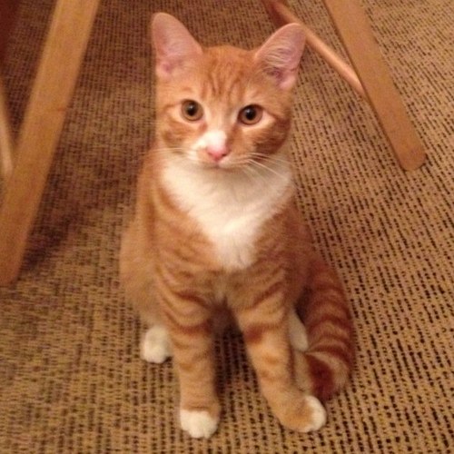 My cat is called Bisto.