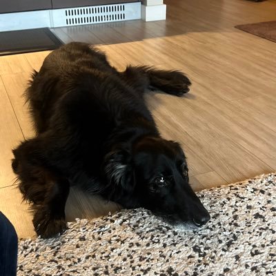 matteopolano's profile picture. 