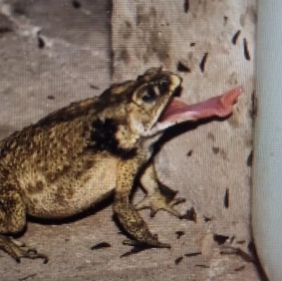 sapo_2024's profile picture. escupiendo a todos