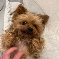 Noah Horsman (@ponyboy340) 's Twitter Profile
