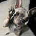 Fuzz the French Dogu (@FuzzTheFrenchie) Twitter profile photo