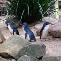 つなまぐろ (@hiding_penguin) 's Twitter Profile