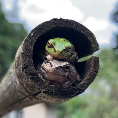 カエル と 土壌動物 （特にトビムシ、ダニなど） が好きな大学生。 虫を中心に撮影した生き物を載せます。 /    撮影 : TG-6、スマホ